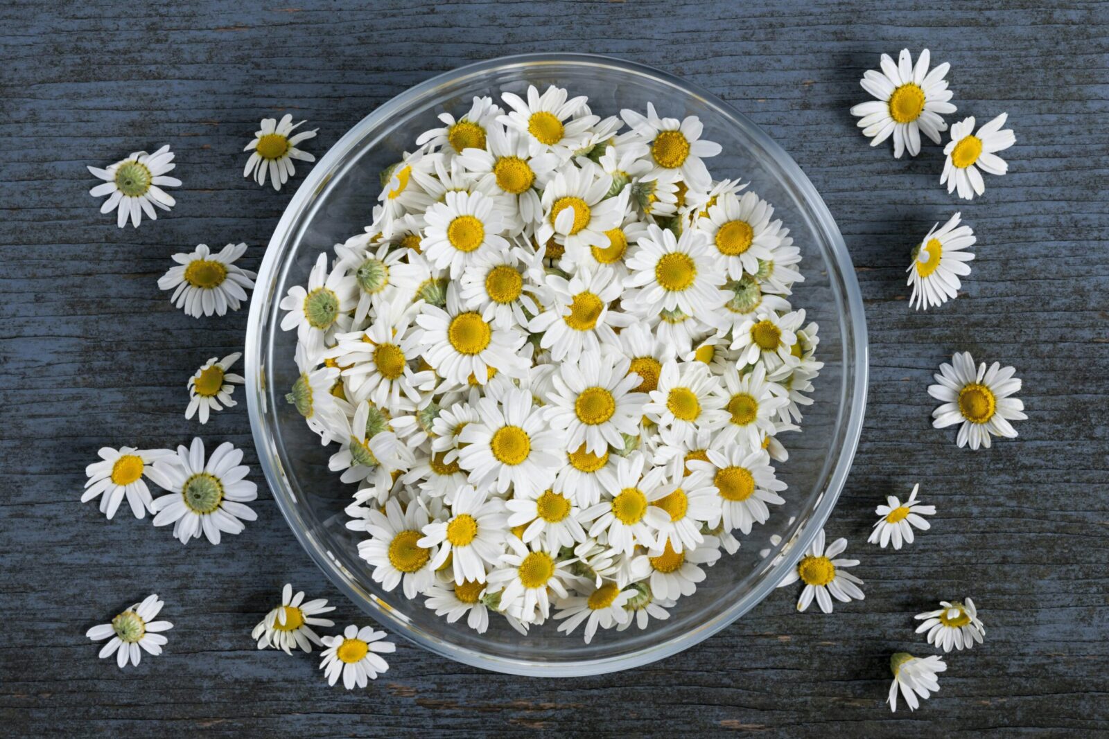 image illustrant un bol rempli de plusieurs petites fleurs de camomille sur fond gris